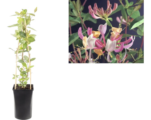 Kletternde Geißblatt-Pflanze Lonicera im schwarzen Topf mit Rankhilfe und Detailaufnahme der rosa-gelben Blüten.