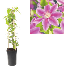 Waldrebe Clematis im schwarzen Topf mit Rankhilfe aus Bambus und Detailaufnahme einer violetten Blüte.