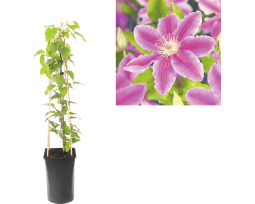 Waldrebe Clematis im schwarzen Topf mit Rankhilfe aus Bambus und Detailaufnahme einer violetten Blüte.