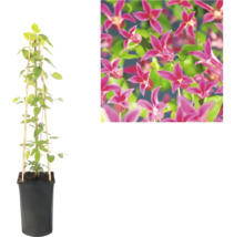 Clématite en pot noir avec treillis en bambou et vue détaillée des fleurs roses.
