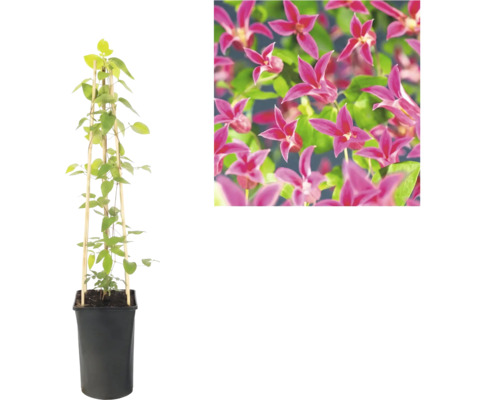 Clématite en pot noir avec treillis en bambou et vue détaillée des fleurs roses.