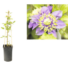 Clematis Kletterpflanze im schwarzen Topf mit Bambusspalier und Detailaufnahme einer violetten Blüte mit gelb-grüner Mitte.
