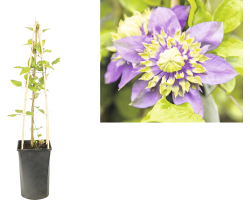 Clematis Kletterpflanze im schwarzen Topf mit Bambusspalier und Detailaufnahme einer violetten Blüte mit gelb-grüner Mitte.