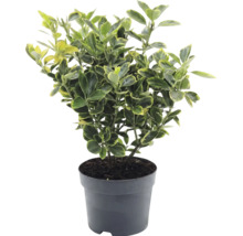 Japanischer Spindelstrauch Euonymus japonicus im Kunststofftopf mit gelb-grün panaschierten Blättern.