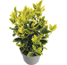 Gold-Kriechspindel Euonymus fortunei Emerald n Gold im grauen Kunststofftopf mit gelb-grünen Blättern.