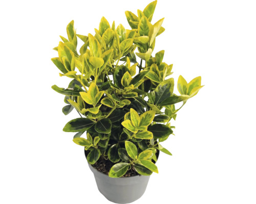Gold-Kriechspindel Euonymus fortunei Emerald n Gold im grauen Kunststofftopf mit gelb-grünen Blättern.