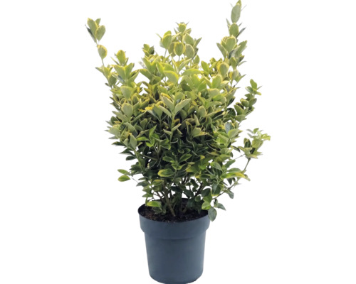 Japanischer Spindelstrauch Euonymus fortunei im Topf, immergrün, buntblättrig.