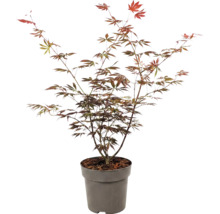 Érable du Japon Acer palmatum en pot pour le jardin.