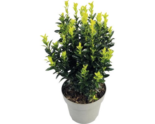 Japanischer Spindelstrauch Euonymus japonicus mit zweifarbigen Blättern in einem grauen Kunststofftopf.