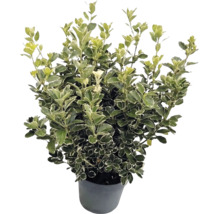 Fusain du Japon Euonymus japonicus avec feuilles panachées blanc-vert dans un pot gris.