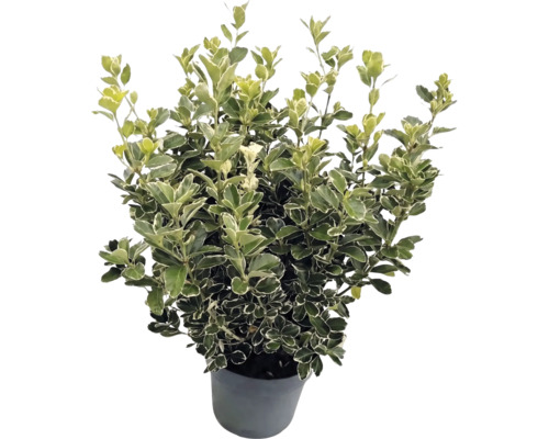 Fusain du Japon Euonymus japonicus avec feuilles panachées blanc-vert dans un pot gris.