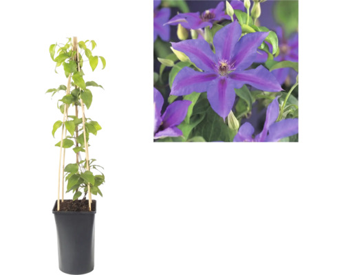 Waldrebe Clematis im schwarzen Topf mit Bambusspalier und Nahaufnahme der violetten Blüten.