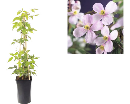 Clematis montana Rubens im schwarzen Topf mit Rankhilfe aus Bambus sowie Nahaufnahme der rosafarbenen Blüten.