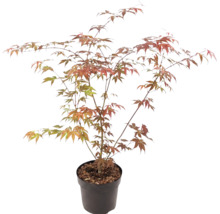 Japanischer Ahorn Acer palmatum im Kunststofftopf mit verzweigten Ästen und fächerförmigen Blättern in Grün und Orangerot.