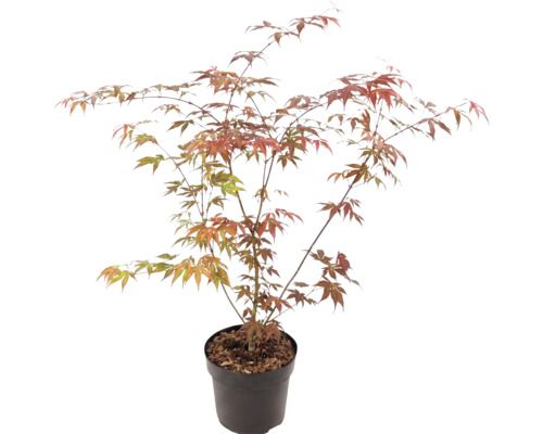 Japanischer Ahorn Acer palmatum im Kunststofftopf mit verzweigten Ästen und fächerförmigen Blättern in Grün und Orangerot.