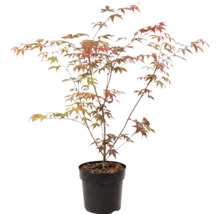 Japanischer Ahorn Acer palmatum im schwarzen Kunststofftopf