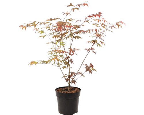 Japanischer Ahorn Acer palmatum im schwarzen Kunststofftopf