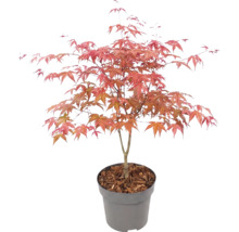 Érable du Japon Acer palmatum dans un pot en plastique avec paillis d'écorce.