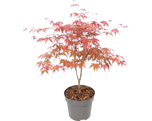 Érable du Japon Acer palmatum dans un pot en plastique avec paillis d'écorce.