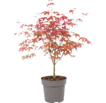 Érable du Japon Acer palmatum en pot en plastique avec un feuillage rougeâtre.