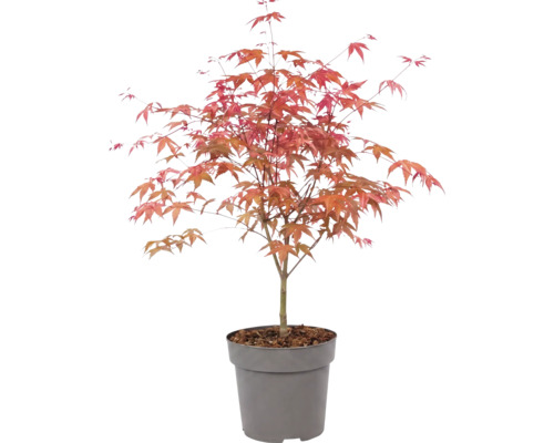 Érable du Japon Acer palmatum en pot en plastique avec un feuillage rougeâtre.