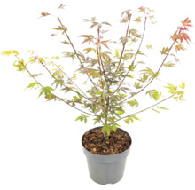 Japanischer Ahorn Acer palmatum im Pflanztopf mit Rindenmulch.