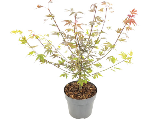 Japanischer Ahorn Acer palmatum im Pflanztopf mit Rindenmulch.