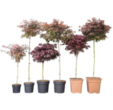 Sechs Japanische Ahornbäume Acer palmatum in verschiedenen Wuchshöhen und Blattfarben in Pflanztöpfen.