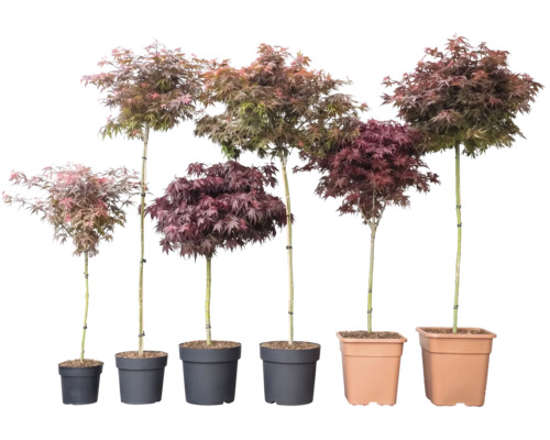 Sechs Japanische Ahornbäume Acer palmatum in verschiedenen Wuchshöhen und Blattfarben in Pflanztöpfen.