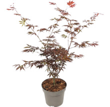 Érable du Japon Acer palmatum à feuilles rouges en pot.