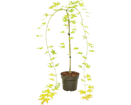 Japanischer Ahorn Acer palmatum im Kunststofftopf mit hängenden Trieben und sternförmigen Blättern.