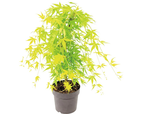 Japanischer Ahorn Acer palmatum im Kunststofftopf