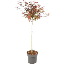 Japanischer Ahorn Acer palmatum mit mehrfarbigen Blättern im grauen Kunststofftopf.