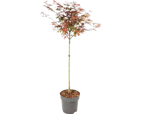 Japanischer Ahorn Acer palmatum mit mehrfarbigen Blättern im grauen Kunststofftopf.