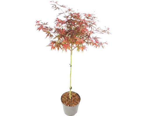 Japanischer Ahorn Acer palmatum als Stämmchen im Topf mit rötlichem Laub.