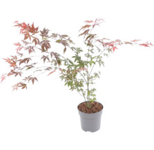 Érable du Japon en pot avec des feuilles finement ciselées et multicolores.