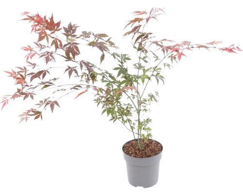 Érable du Japon en pot avec des feuilles finement ciselées et multicolores.