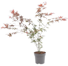 Érable du Japon Acer palmatum en pot avec des feuilles finement découpées.