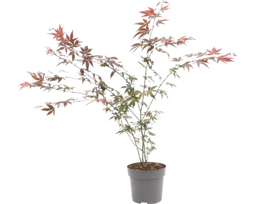 Érable du Japon Acer palmatum en pot avec des feuilles finement découpées.
