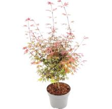 Japanischer Ahorn Acer palmatum im grauen Kunststofftopf mit Rindenmulch, fein geschlitzte Blätter.