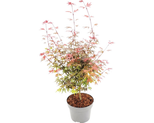 Érable du Japon Acer palmatum dans un pot en plastique gris avec paillis d'écorce, feuilles finement découpées.