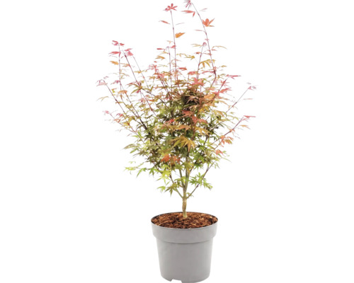 Japanischer Ahorn Acer palmatum im Kunststofftopf mit Mulchschicht.