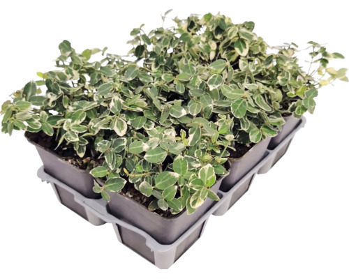 Fusain de Fortune panaché Euonymus fortunei dans de petits pots sur un plateau de transport.