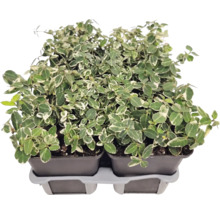 Fusain de fortune Euonymus fortunei aux feuilles panachées blanc et vert dans des pots de culture sur un plateau de transport.