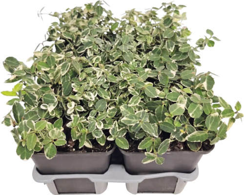 Fusain de fortune Euonymus fortunei aux feuilles panachées blanc et vert dans des pots de culture sur un plateau de transport.