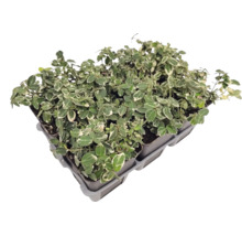 Couvre-sol Euonymus fortunei dans un plateau de plantation avec plusieurs plantes individuelles et des feuilles panachées.