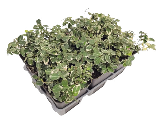 Couvre-sol Euonymus fortunei dans un plateau de plantation avec plusieurs plantes individuelles et des feuilles panachées.