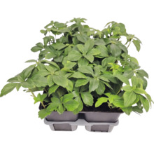 Bodendecker Dickmännchen Pachysandra terminalis im Pflanztray