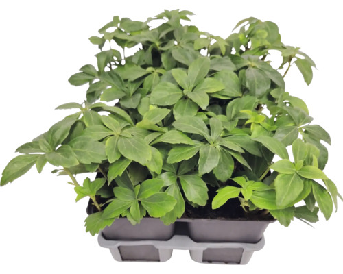Bodendecker Dickmännchen Pachysandra terminalis im Pflanztray