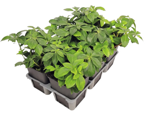 Bodendecker Pachysandra terminalis Dickmännchen in einer Pflanzpalette mit mehreren Töpfen.